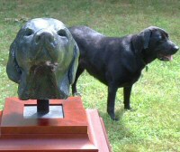 Bronze bust of female labrador - click for larger view